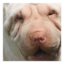 Wrinkly Shar Pei Invitations