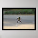 Writing Spider (Argiope Aurantia) posters