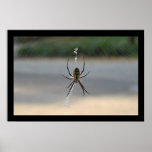 Writing Spider (Argiope Aurantia) posters