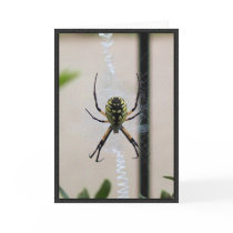 Writing Spider