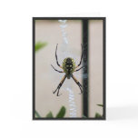Writing Spider cards
