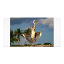 Wurdermann's Heron in funny flashing pose. Photo Cards