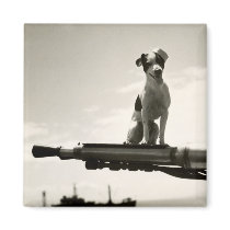 WWII USCG Dog named Kelly magnets
