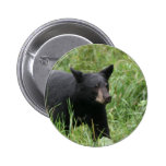 www.blackbearsite.com button