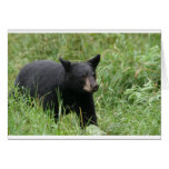 www.blackbearsite.com greeting cards