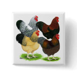 Wyandotte:  Rooster Assortment Pinback Button