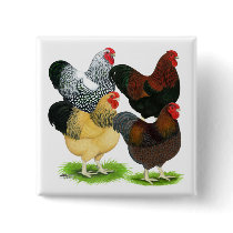 Wyandotte:  Rooster Assortment Pinback Button