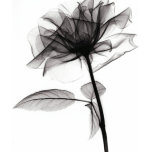 X-Ray of Rose t-shirts