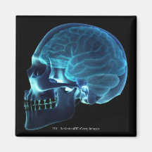 X-ray of the brain inside a skull refrigerator magnet