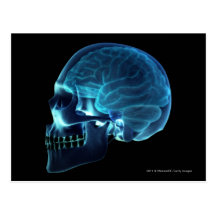 X-ray of the brain inside a skull postcards