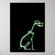 X-RAY PUPPY DOG SKELETON SITTING - GREEN POSTER