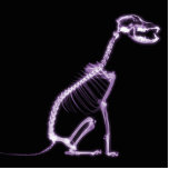 X-RAY PUPPY DOG SKELETON SITTING - PURPLE photo sculptures