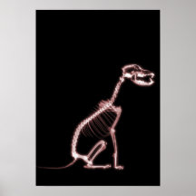X-RAY PUPPY DOG SKELETON SITTING - RED POSTER
