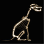 X-RAY PUPPY DOG SKELETON SITTING - SEPIA photo sculptures