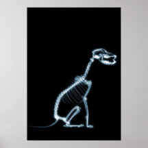 X-RAY SKELETON DOG SITTING - BLUE & BLACK POSTER