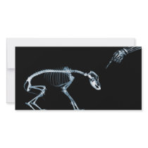 X-Ray Skeletons Blue Bad Dog