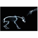 X-Ray Skeletons Blue Bad Dog photo sculptures