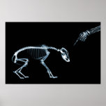 X-Ray Skeletons Blue Bad Dog