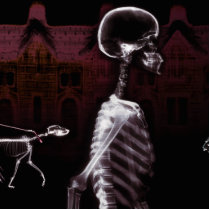 X-Ray Skeletons Midnight Stroll