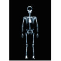 X-Ray Vision Blue Single Skeleton photo sculptures