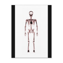 X-Ray Vision Single Skeleton White Red