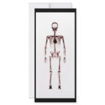 X-Ray Vision Single Skeleton White Red