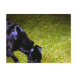 Xander at Night copy Postcard