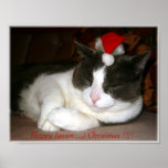 Xmas Cat posters