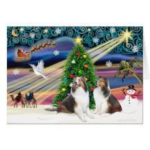 Xmas Magic - 2 Shelties Greeting Cards