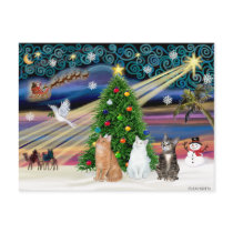 Xmas Magic - 3 cats (2 tabbys - white) Post Card