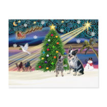 Xmas Magic-Aussie Cattle Dog pair Postcards