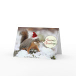 Xmas Squirrel in Snow cards
