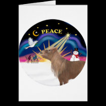 Xmas Sunrise - Shetland Pony cards