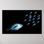 XRAY FISH CHASE BLACK BLUE