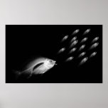 XRAY FISH CHASE BLACK GREY