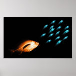XRAY FISH CHASE BLACK ORIGINAL