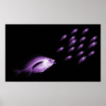 XRAY FISH CHASE BLACK PURPLE posters