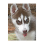 XX- Cute Siberian Husky Puppy Dog postcards