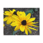 XX- Yellow Daisy Nature Photography Post Cards