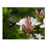 Xylocopa iris postcards