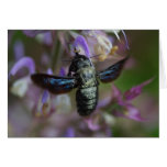 Xylocopa violacea greeting cards