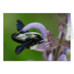 Xylocopa violacea cards