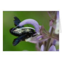 Xylocopa violacea cards