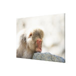 Yamanouchi, Chubu, Nagano Prefecture, Japan Canvas Prints
