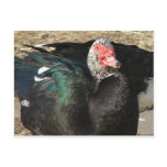 Yankee Post Card