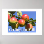 Yarlington Mill English cider apples posters