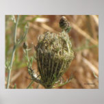 Yarrow Bud Poster