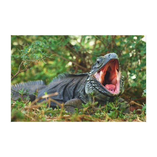 Yawn - Canvas Gallery Wrapped Canvas