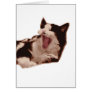 Yawning Black & White Cat