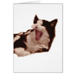 Yawning Black & White Cat Greeting Cards